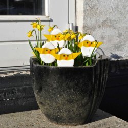 Kyllinger i ggeskal p pind 