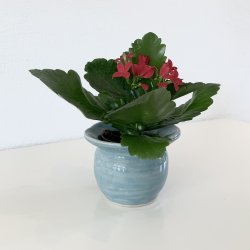 Keramik urtepotteskjuler - glansfuld bl