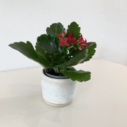 Lille keramik kop / skl / urtepotteskjuler - rhvid med grn effekt