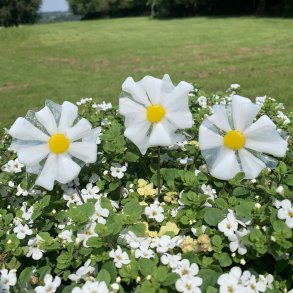 Glasblomster Hvid/Gul 